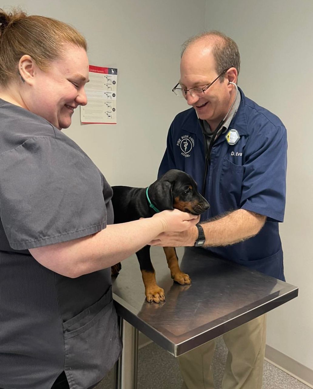 Doberman relaxing at home