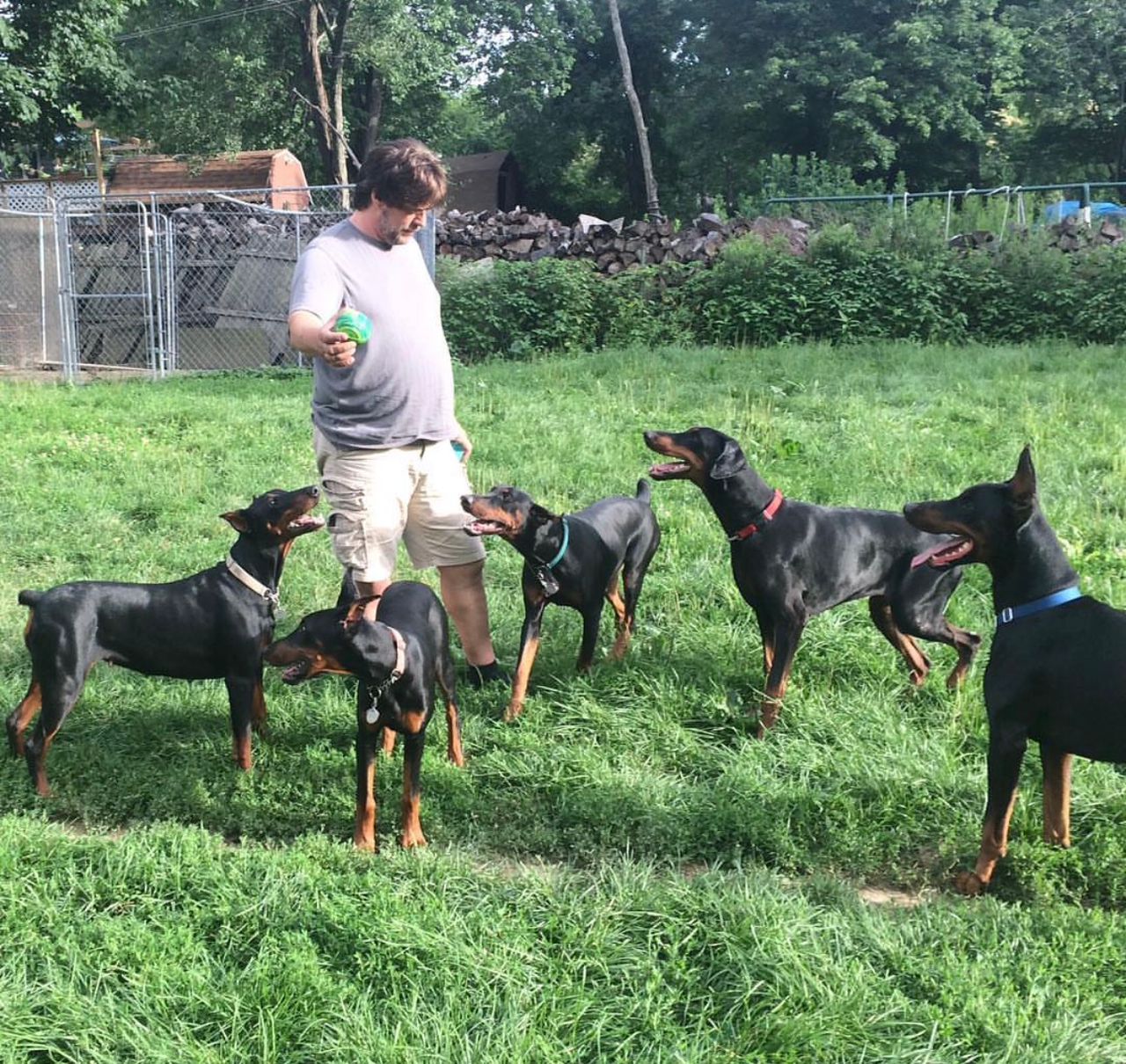 Training with Doberman