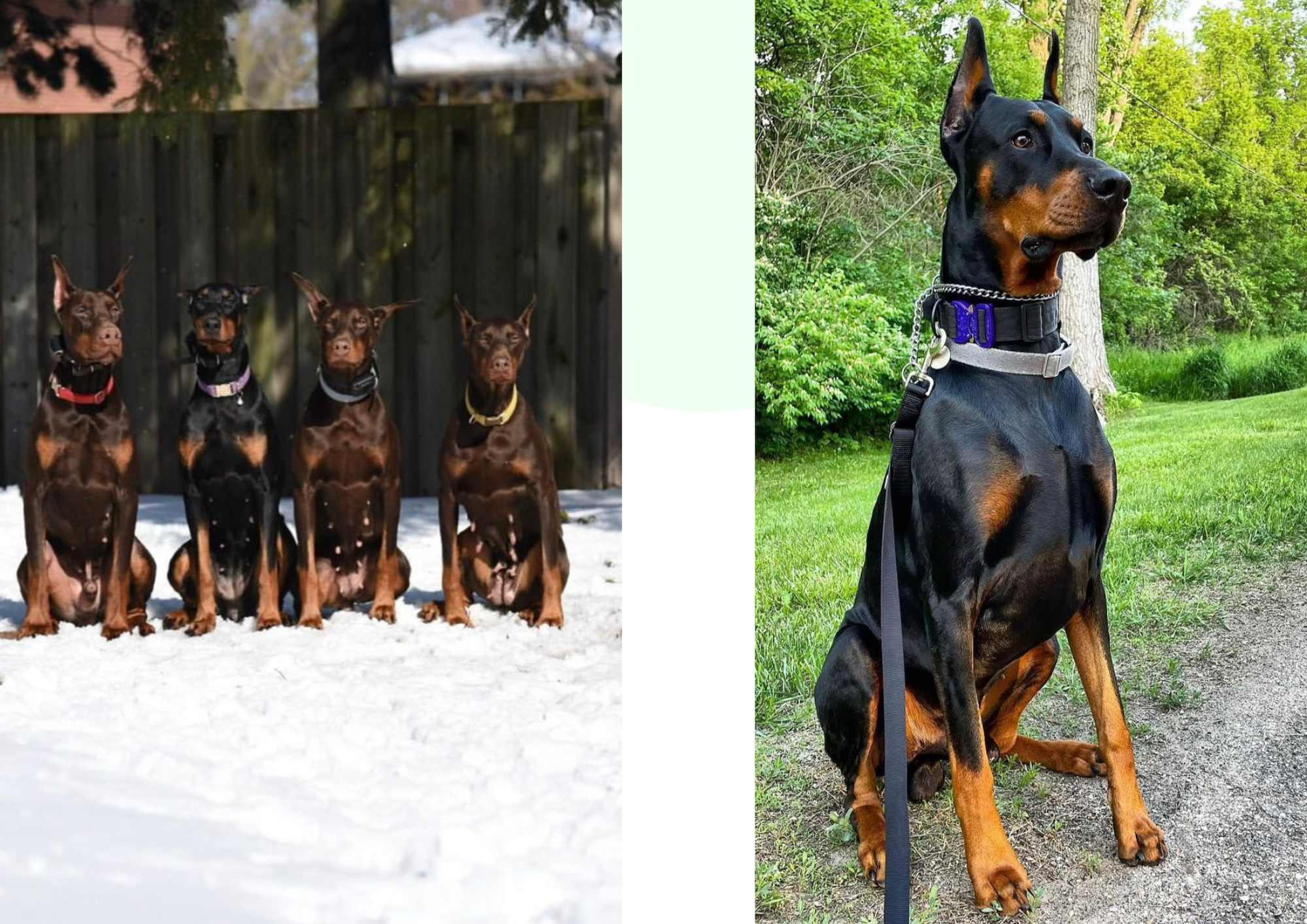 Training with Doberman