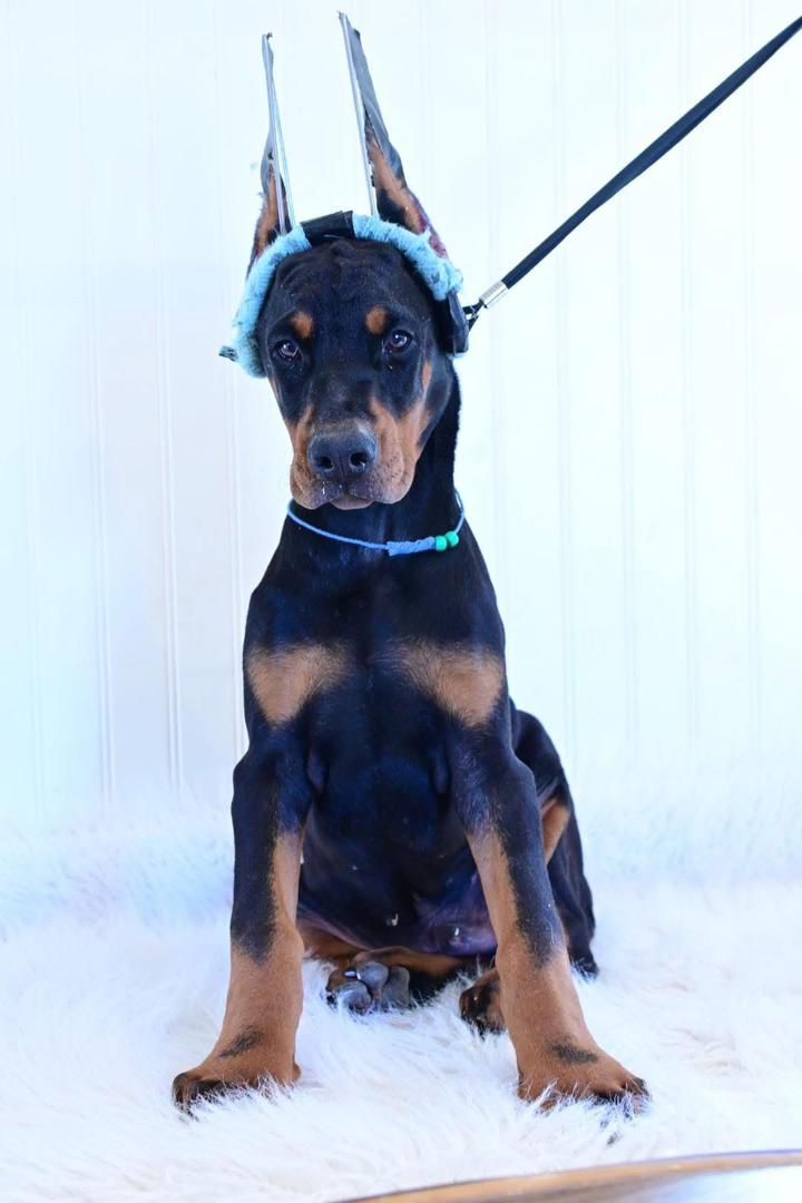Emerald Nova of MyDobermanWorld