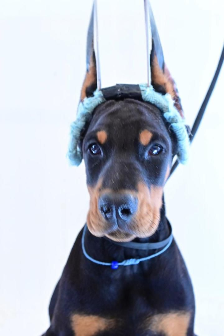 Emerald Nova of MyDobermanWorld - Image 2