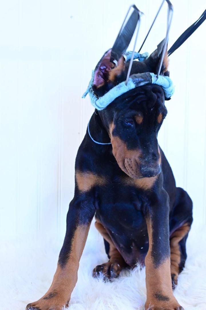 Emerald Nova of MyDobermanWorld - Image 3