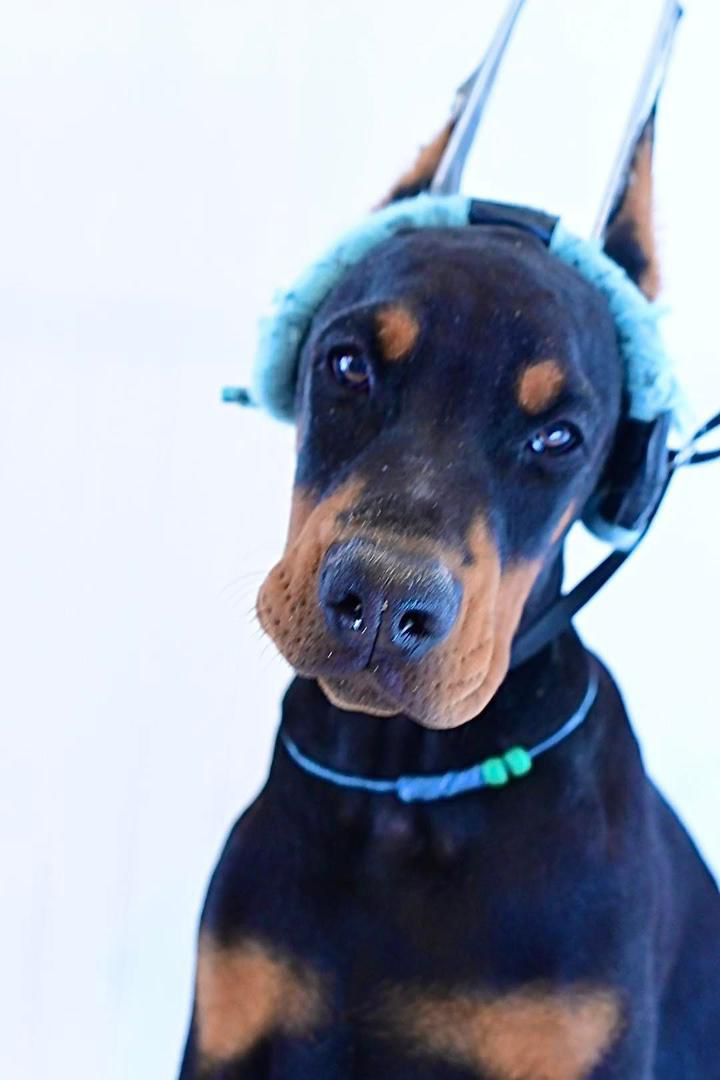 Emerald Nova of MyDobermanWorld - Image 5