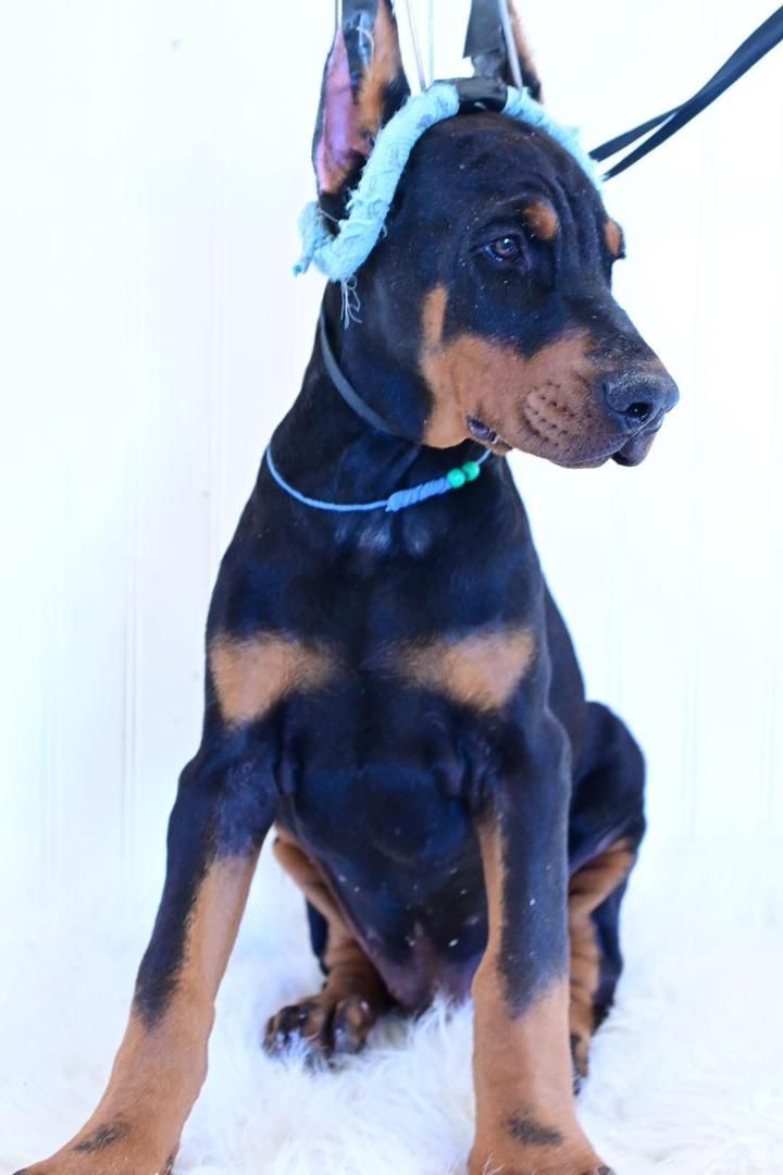 Emerald Nova of MyDobermanWorld - Image 6