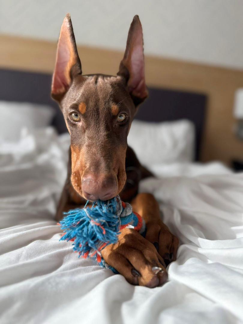 Hazel Ember of MyDobermanWorld - Image 2