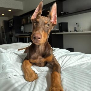 Hazel Ember of MyDobermanWorld