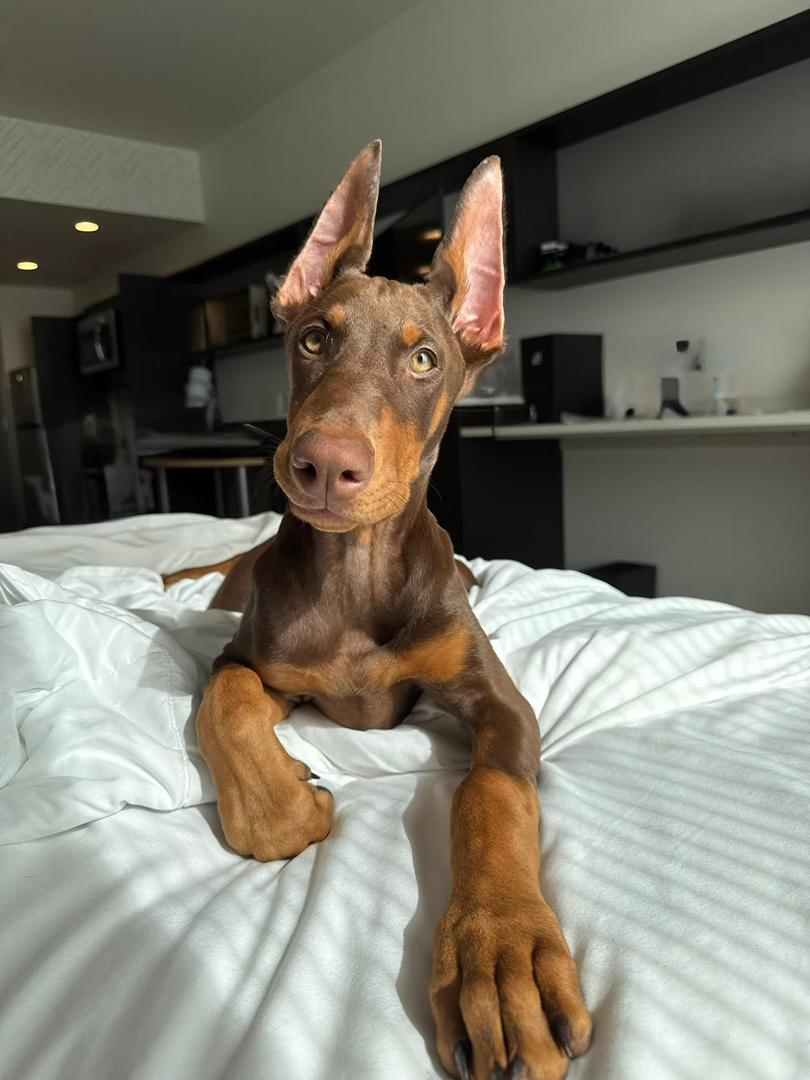 Hazel Ember of MyDobermanWorld