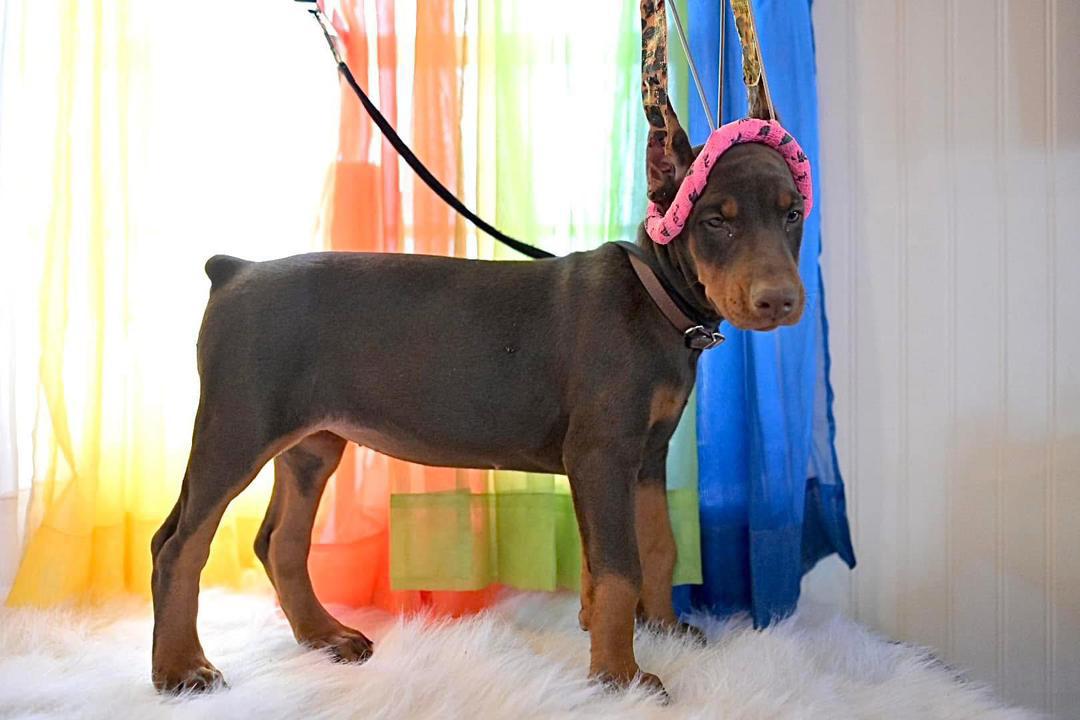 Hazel Ember of MyDobermanWorld - Image 3