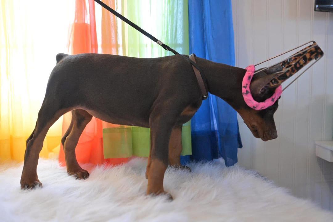 Hazel Ember of MyDobermanWorld - Image 4