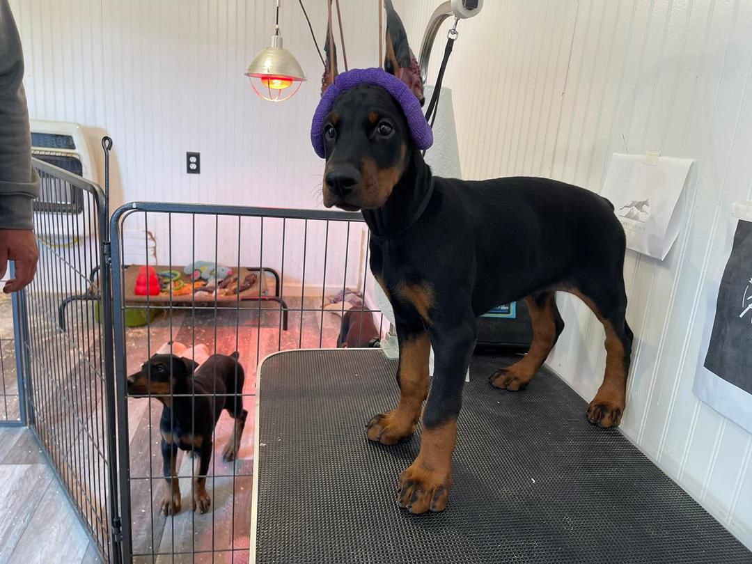 Raven Knight of MyDobermanWorld - Image 4