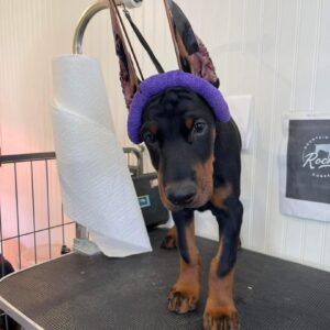 Raven Knight of MyDobermanWorld