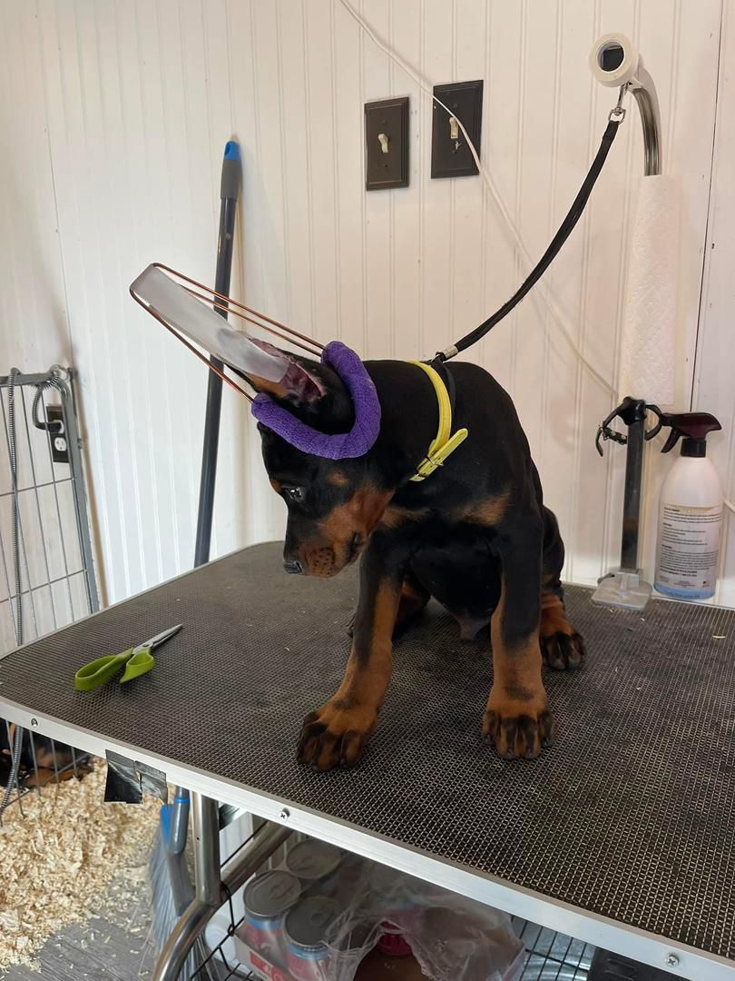 Raven Knight of MyDobermanWorld - Image 2