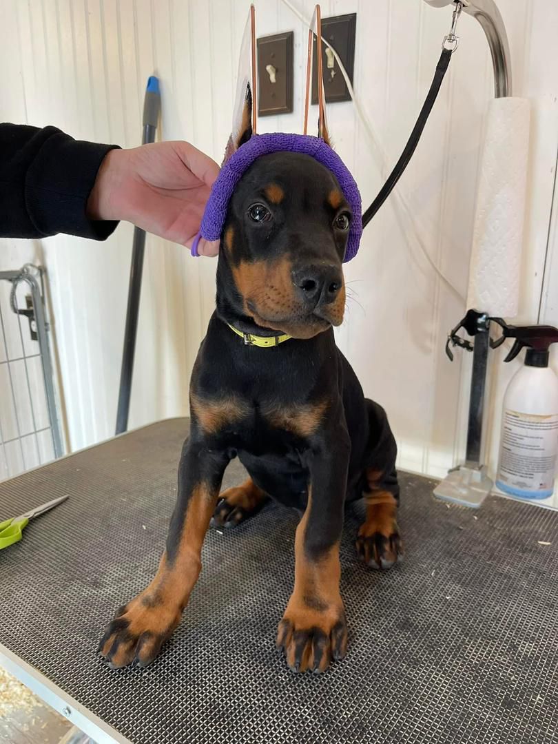 Raven Knight of MyDobermanWorld - Image 3