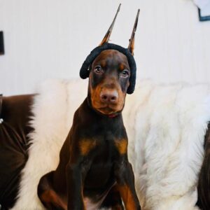 Mocha Velvet of MyDobermanWorld