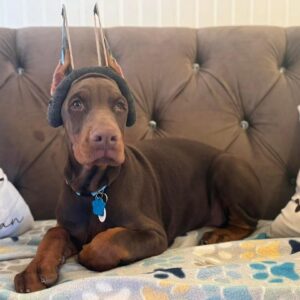Copper Halo of MyDobermanWorld